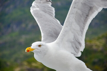 Seagull