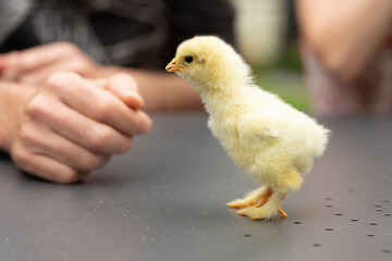 Yellow chick with hands of a man on a grey table