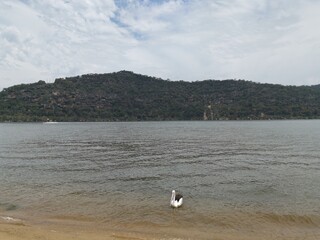 Beautiful view of a river on a cloudy day with pelican in the water and tall mountains and trees in the background, Hawkesbury river, Deerubbun Reserve, Mooney Mooney, New South Wales, Australia
