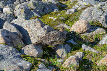 Bord on stones