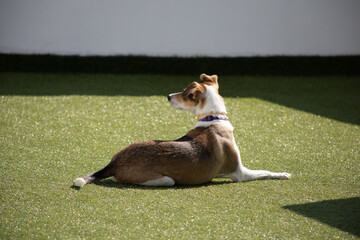 perro, terrier, mascota, animal, césped, cuca, jack russell terrier, gata, russell, canino, cachorro, café, perro, blanco, mascota, mamífero, engendrar, verde, miniatura, cachorrito, párroco, adorable