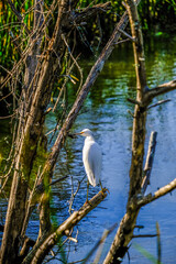 Snowy Egret Through Winter Trees Over Blue water