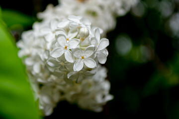 White lilac flowers close up