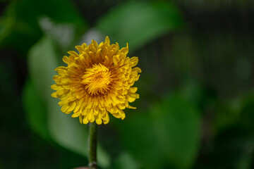 yellow flower coltsfoot from the daisy family