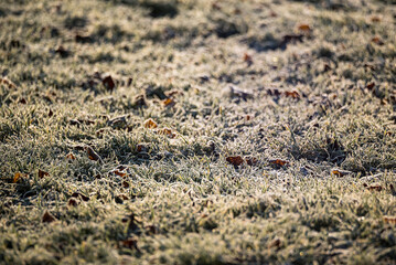 Frosted grass covered with white frost. Winter morning and frosty weather. Winter plant motif. Ice crystals on plants.