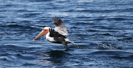 pelican in water