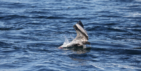 Fototapeta premium Pelican Eating 