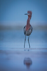 Reddish egret at blue hour
