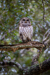 Barred owl on perch