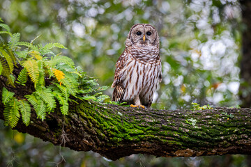 Barred owl on perch