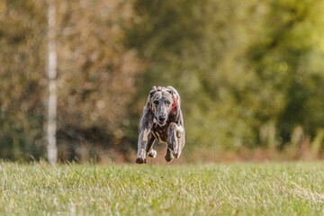 Whippet running in the field on lure coursing competition