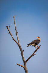 Caracara on perch