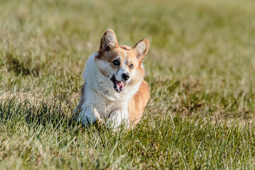 Dog running in the field on lure coursing competition