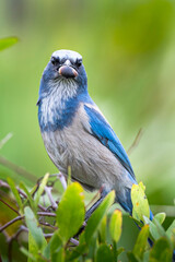 Scrub jay with acorn