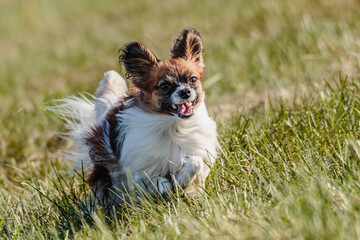 Dog running in the field on lure coursing competition