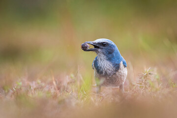 Scrub jay with acorn