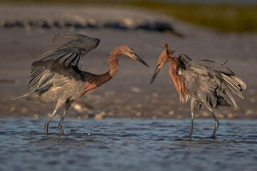 Reddish egret hunting in tidal pools