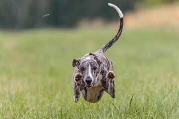 Flying whippet in the field on lure coursing competition
