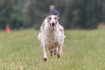 Borzoi running in the field on lure coursing competition