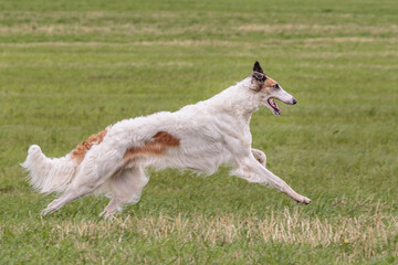 Borzoi running in the field on lure coursing competition