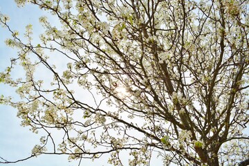 branches against sky
