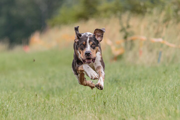 Flying Catahoula Leopard Dog on lure coursing competition