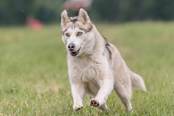 Dog running in the field on lure coursing competition