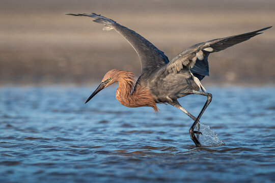 Reddish egret hunting in tidal pools