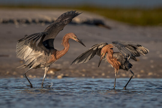 Reddish Egrets Hunting In Tidal Pools