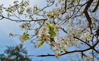 blossoming tree in spring against blue sky white flowers