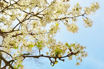 blossom in spring