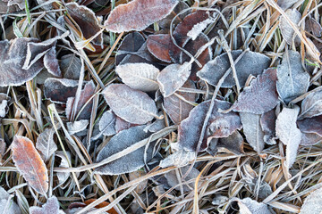 close up of frosen leaves on the ground, frosen leaves background, nature taxture