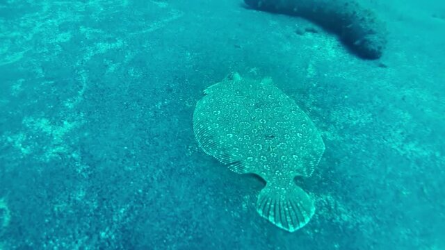 Lenguado paseando por el fondo marino