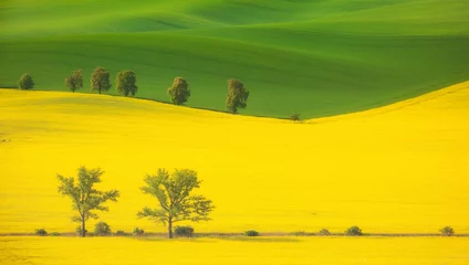 Fototapeten landscape with trees among yellow rapeseed flowers © Agata Kadar
