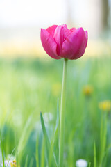 Obraz premium Flower