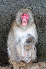 Portrait of Japanese Macaque (Macaca fuscata)