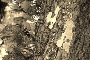 fern on branches black and white sepia