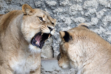 African lionesses (panthera Leo) close up