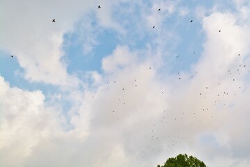 clouds in the sky with birds