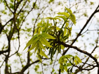 leaves on a branch against sky