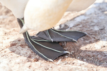 Close up of a Gannet's leg, with shadow on the ground