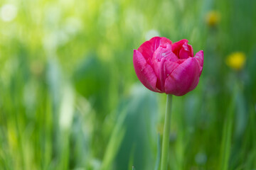 Obraz premium Flower