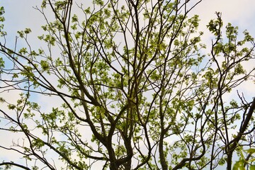 branches against sky