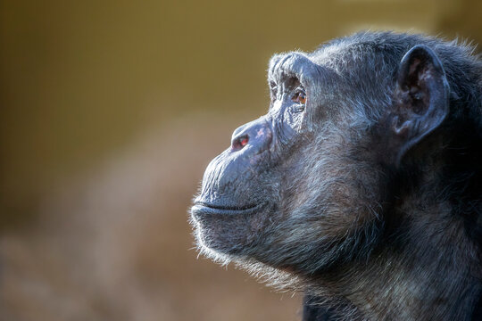 Fototapeta Portrait of chimpanzee (Pan troglodytes)
