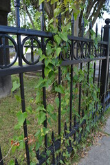 wrought iron fence, ivy, vines, cemetery gates