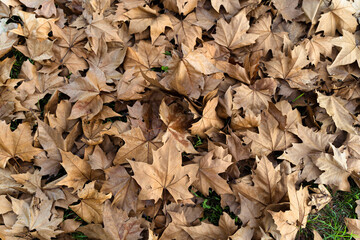 bed of leaves at fall