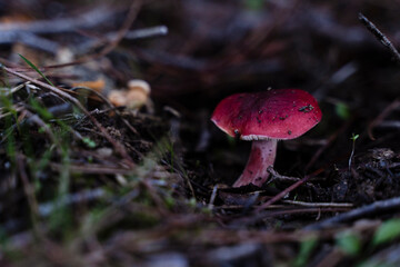 Red mushroom in a forest - close up
