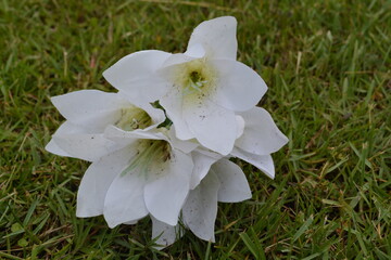abandoned plastic flowers