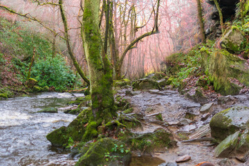 stream in the forest