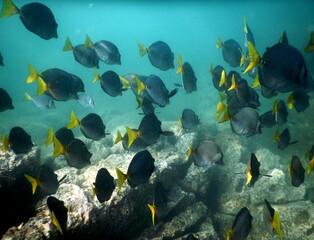 Costa Rica pacific sea life